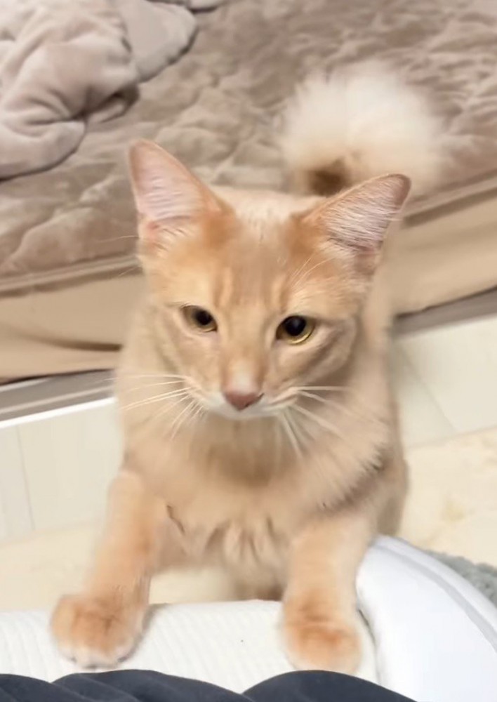 飼い主の膝に飛び乗ろうとする猫