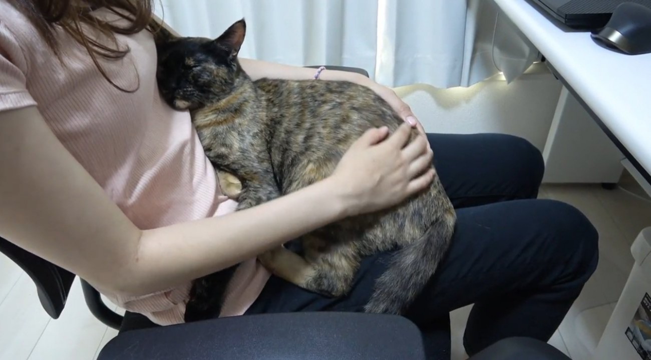 膝の上に乗っている猫