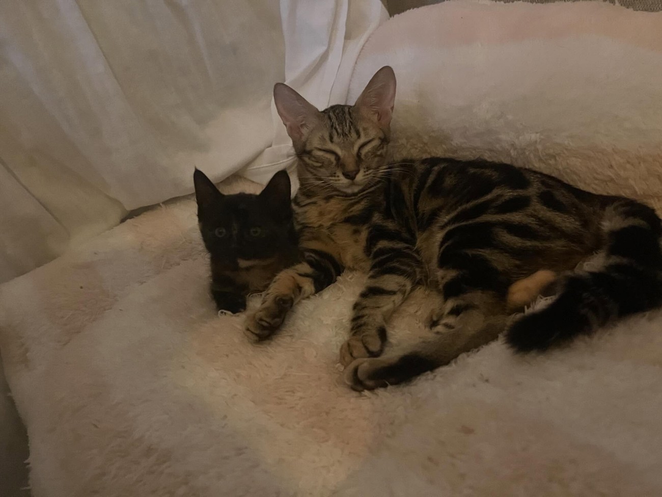 寝そべっている2匹の猫