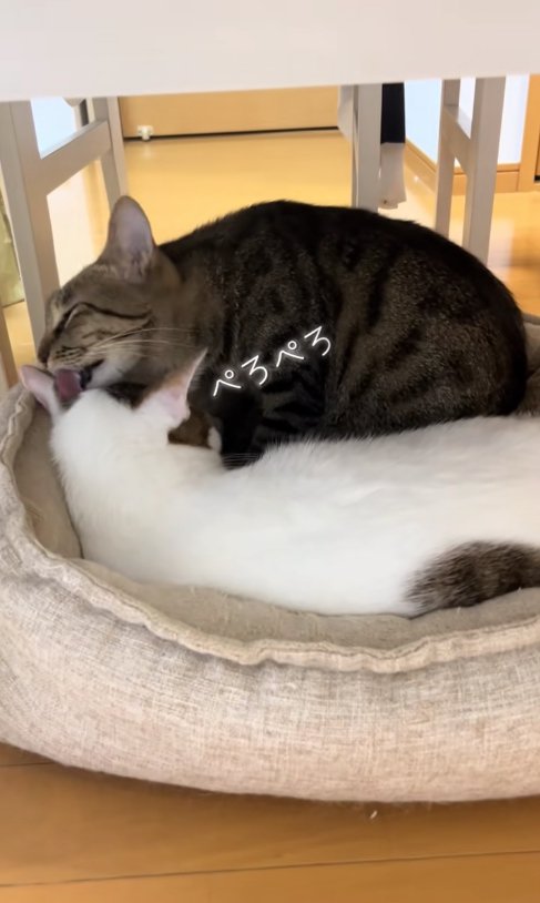 キジ白の毛づくろいをしているキジトラ