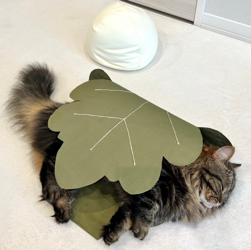 葉っぱにくるまる猫