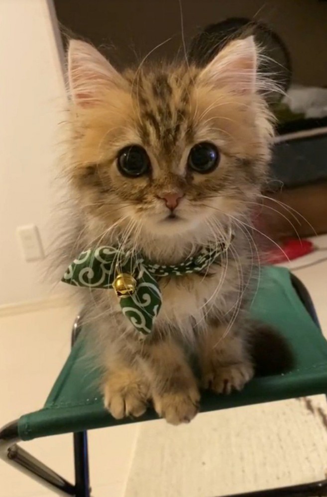 唐草模様の首輪をした猫