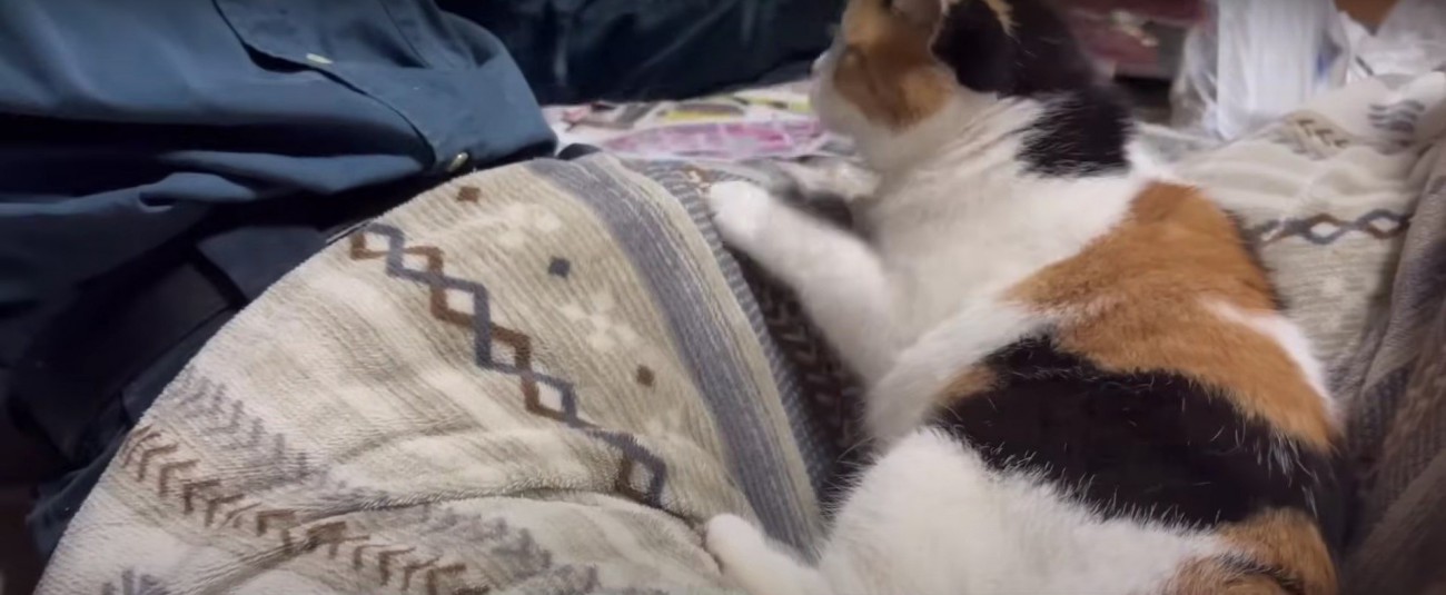 人の膝の上に居る猫