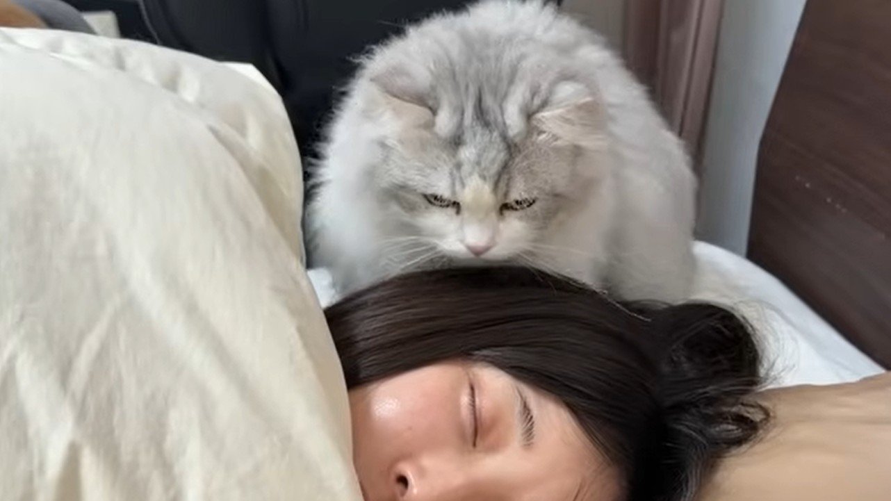 女性の後頭部に立つ猫