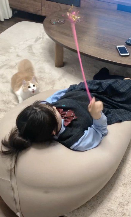 猫じゃらしで遊ぶ女の子と猫