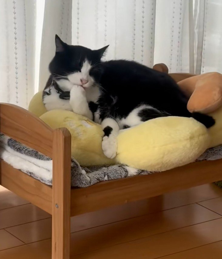 毛づくろいする猫1