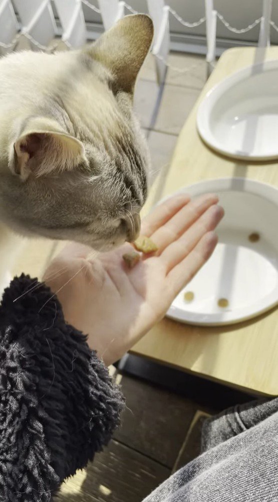 飼い主の手に乗ったキャットフードを食べる猫
