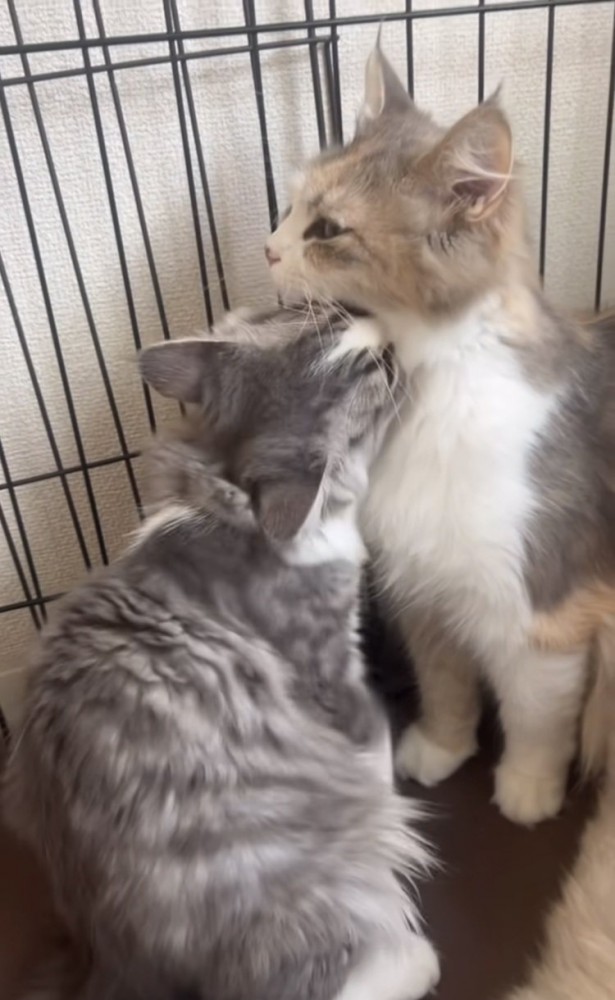 ママ猫の首をグルーミングする子猫