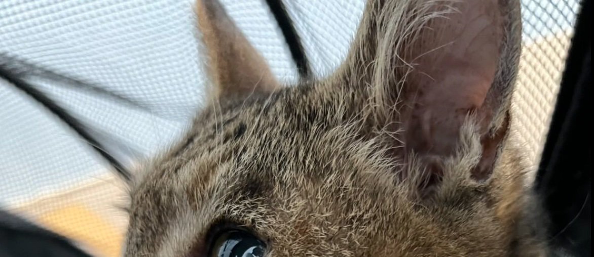猫の耳