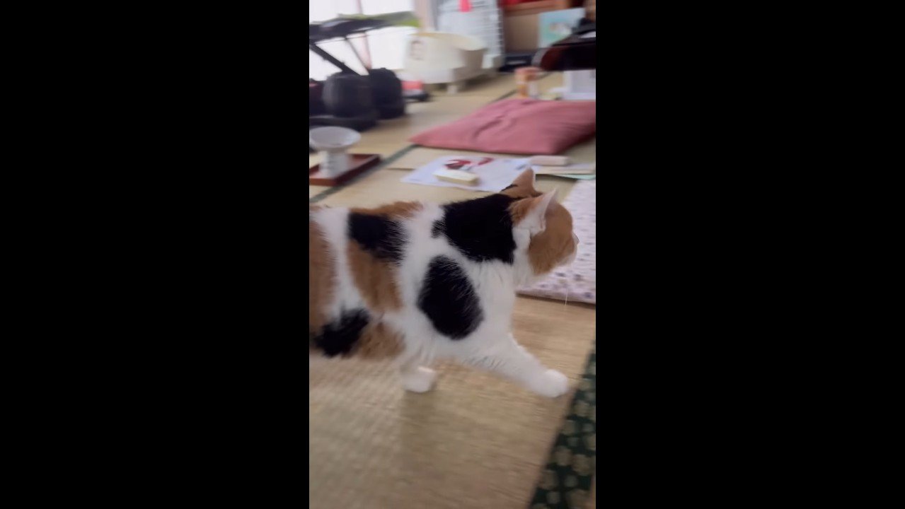 歩く姿を横から