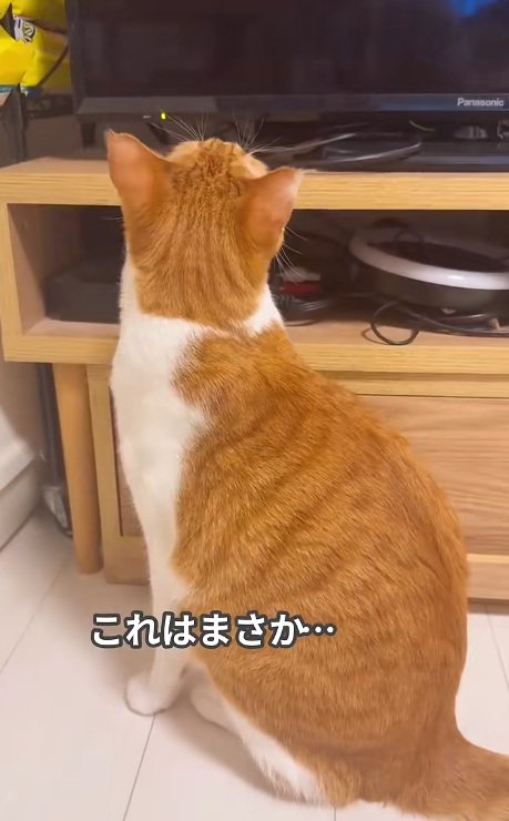 テレビ台に前足を置く猫