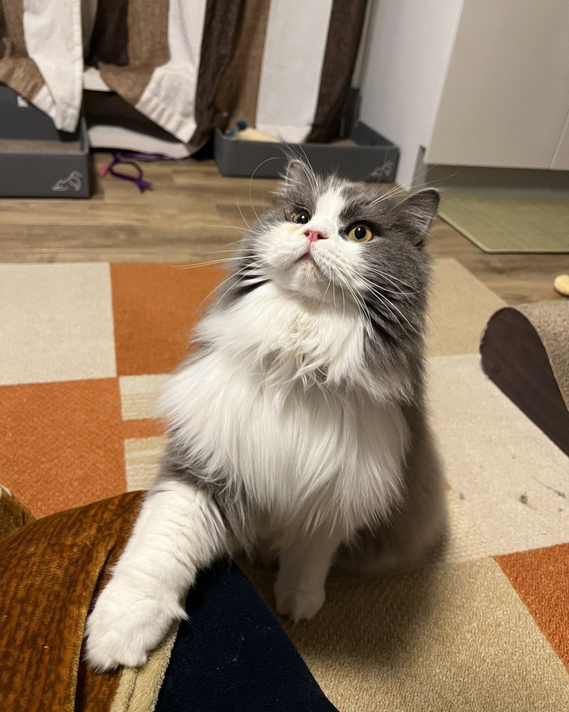 ふんぞり返ってお手するグレーのハチワレ猫