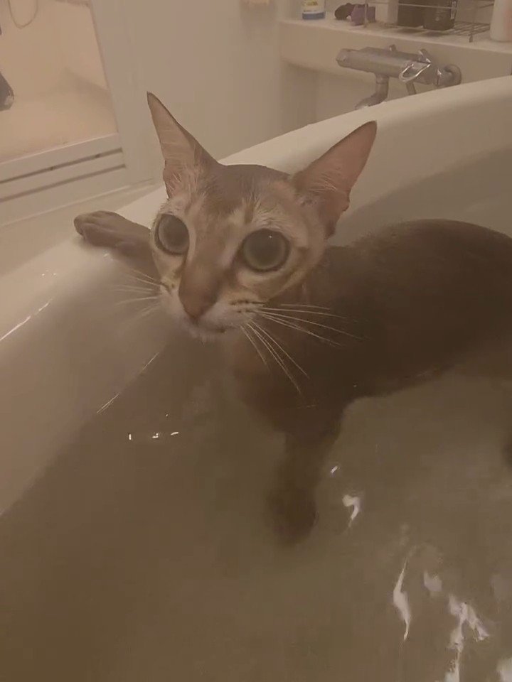 お風呂に入る猫