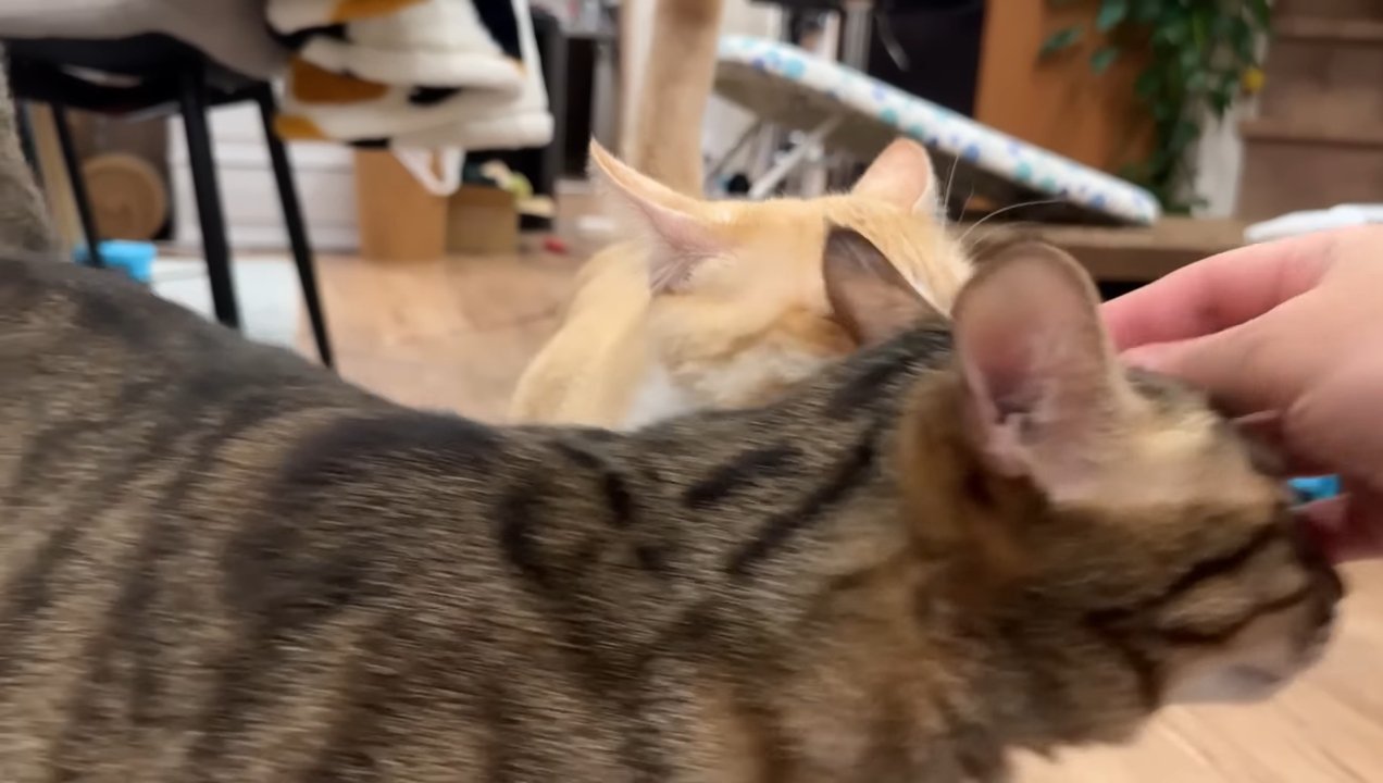 割り込むティガーくん