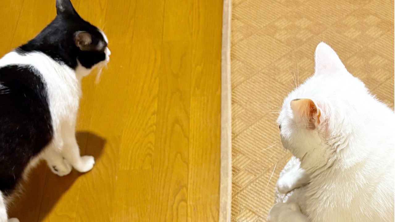上から撮影した2匹の猫