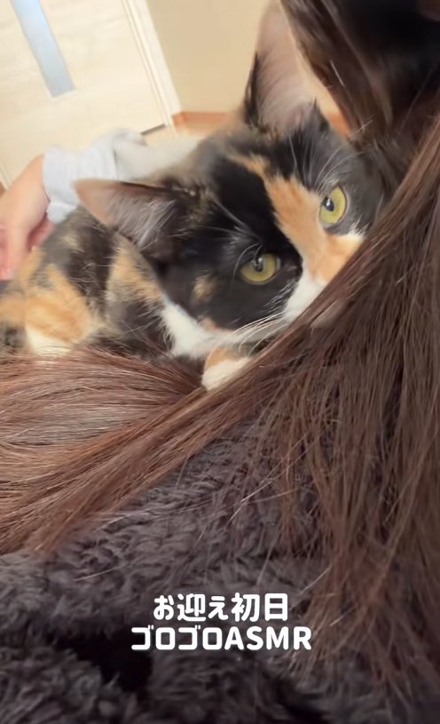 飼い主の髪の毛に鼻先がある子猫