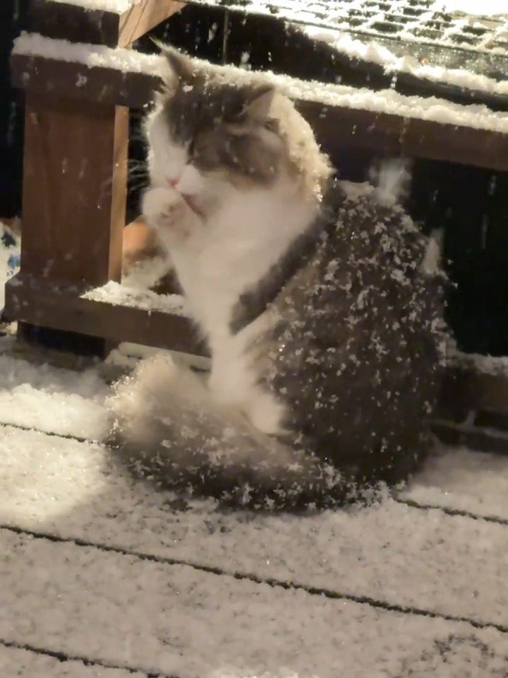 前足をなめる猫