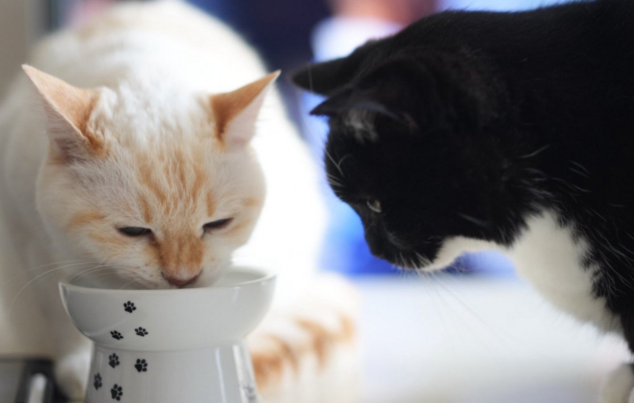 ごはんを食べる猫と見ている猫