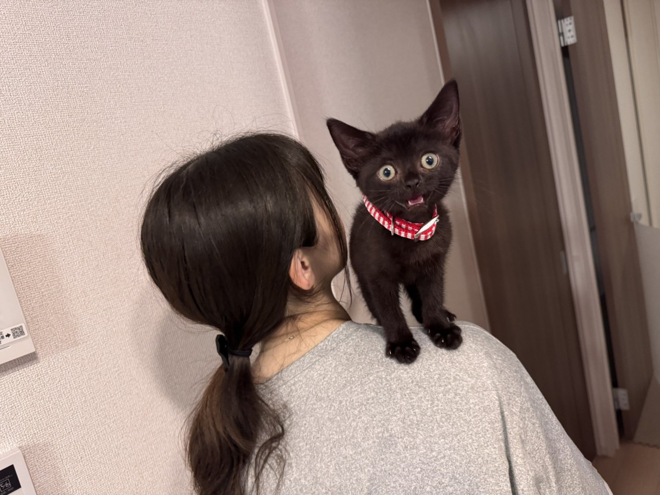 飼い主の方に登る子猫