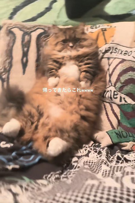 仰向けの猫
