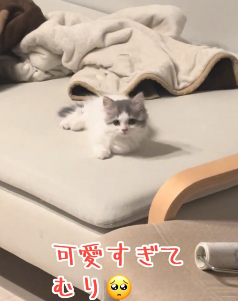 見つめる猫