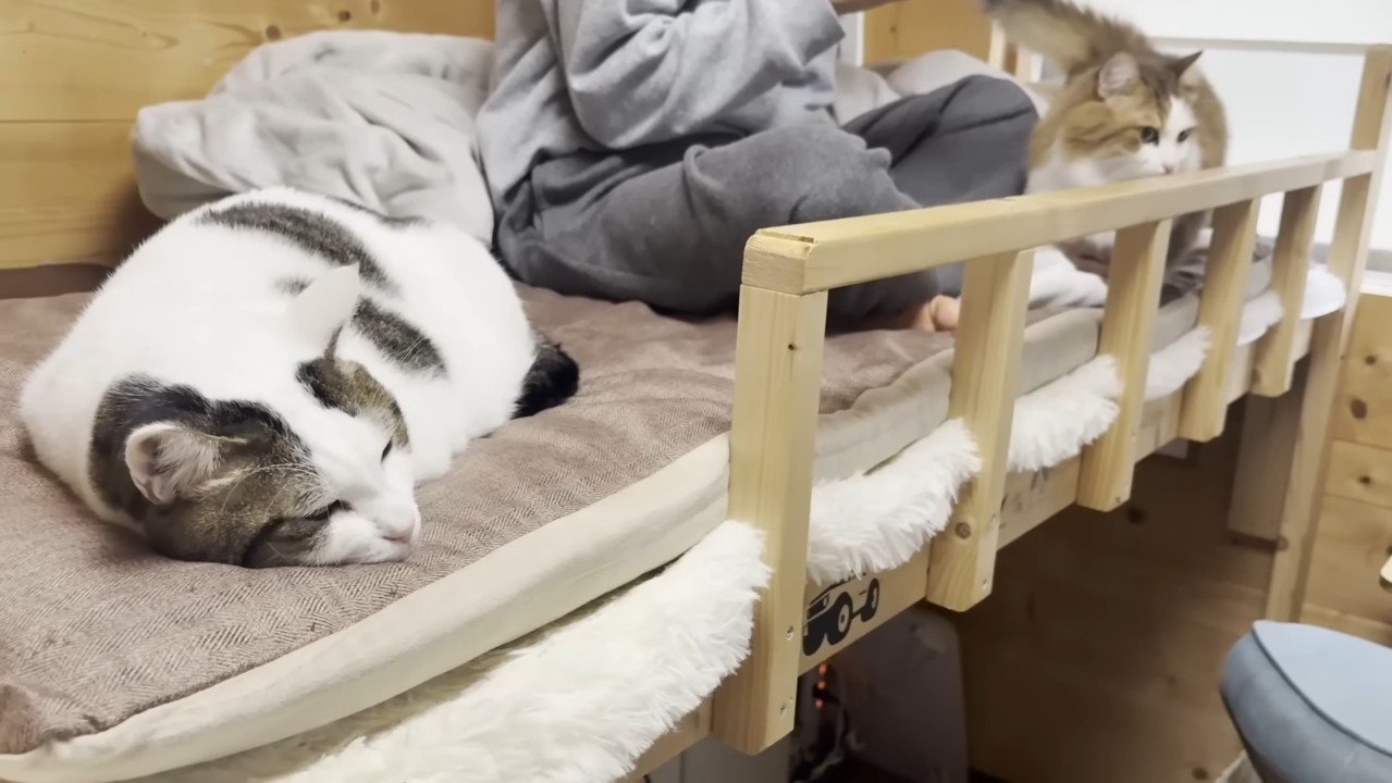 豆大福くんと秀吉くん