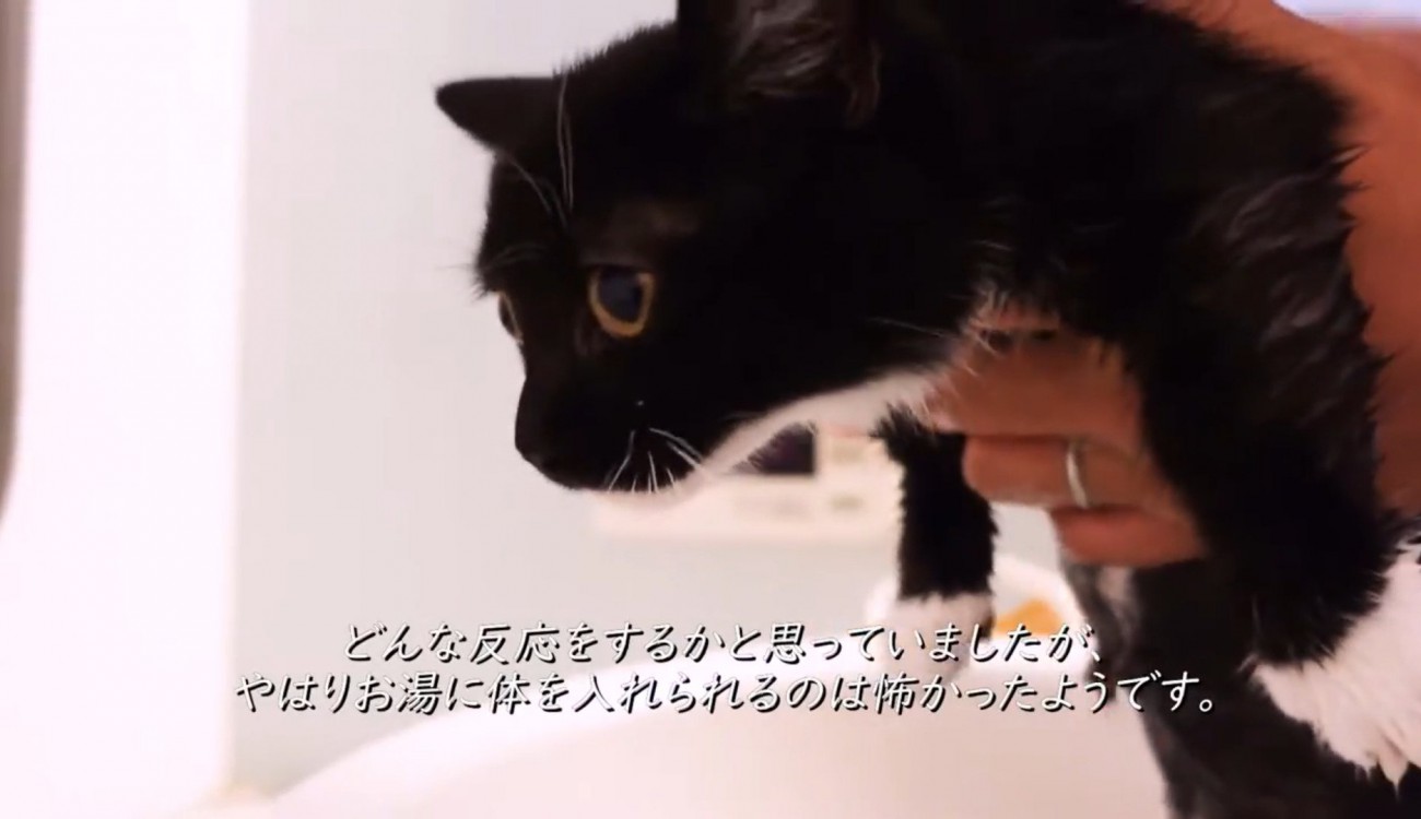 お風呂に入れられて怖がっている子猫