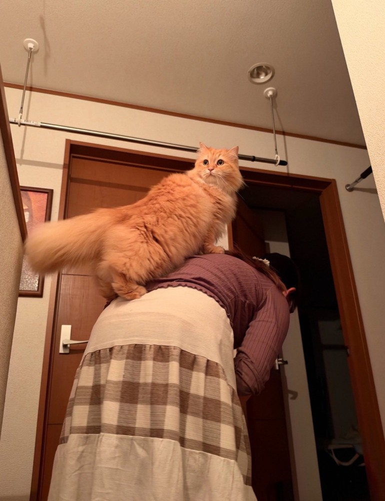 背中に乗る猫