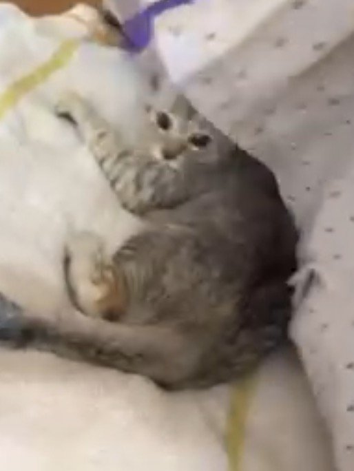 洗濯物をめくられて飼い主を見つめる子猫