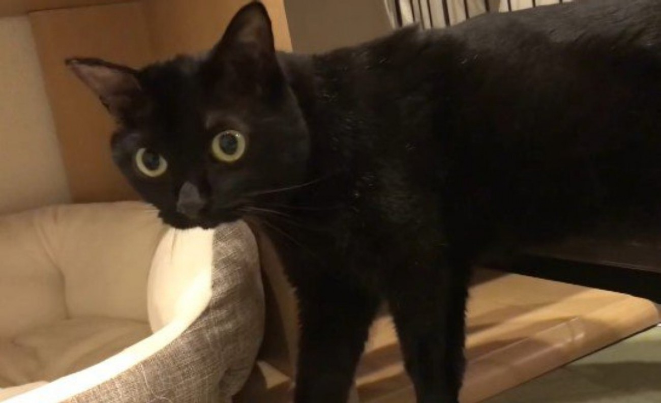 止まって振り向く猫