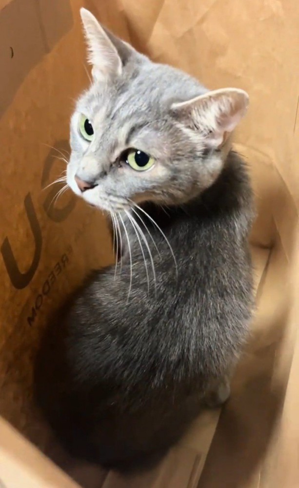 紙袋に入る猫
