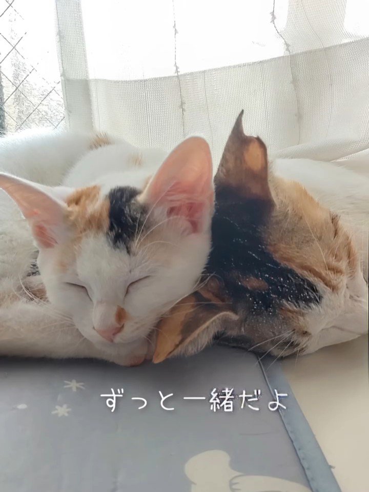 顔をくっつけて寝る2匹の猫