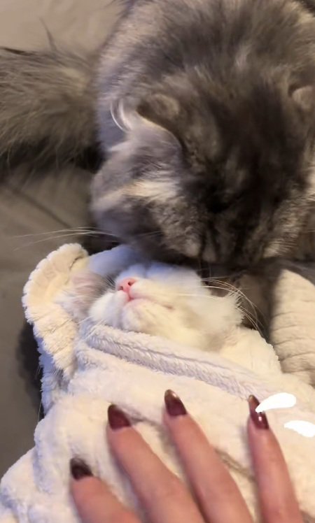 タオルで包まれている子猫をみて慌てる飼い主