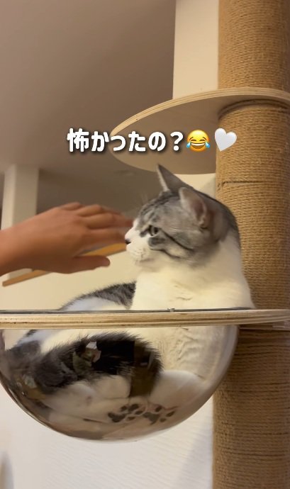 キャットタワーのボウルの中にいる猫