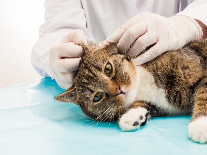 猫の耳垢が黒い！考えられる病気や治療の方法
