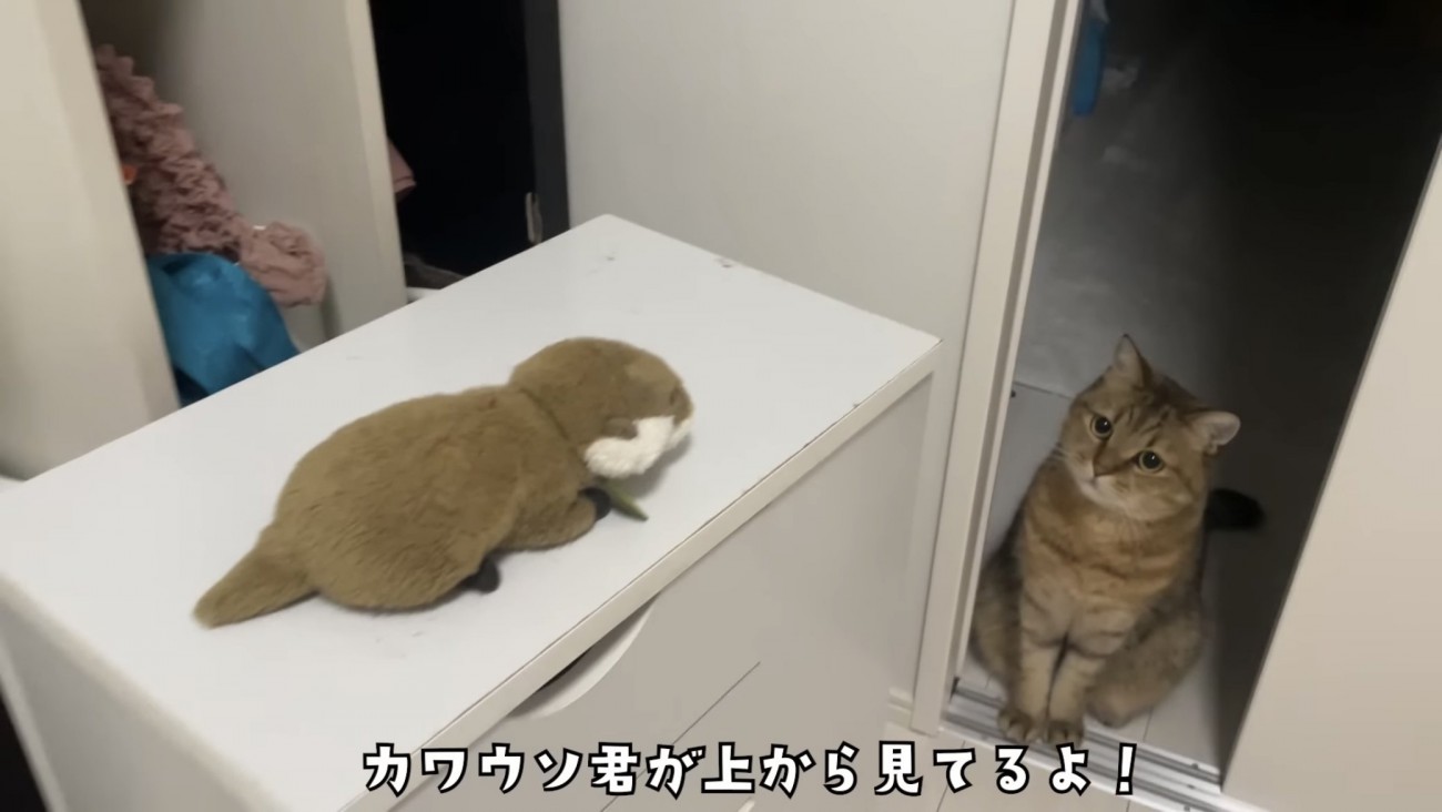 「カワウソ君が上から見てるよ！」のテロップ写真