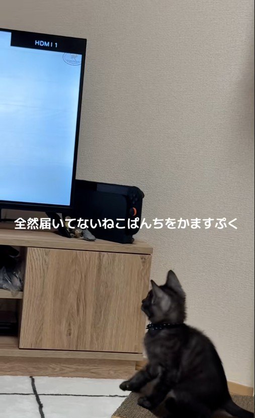 テレビを見ている子猫