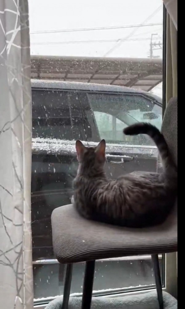 雪を凝視する猫