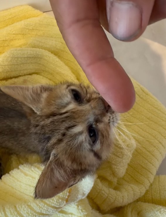 指に鼻を近づける子猫