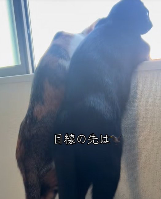 窓の外を見る二匹の猫（斜め右下からのアングルで耳は写っていない）