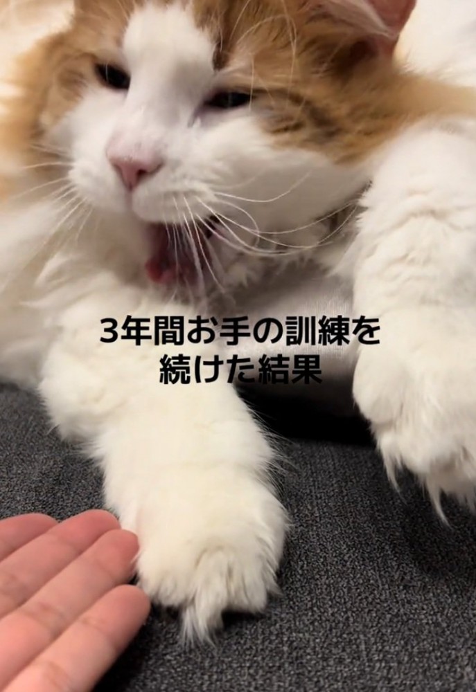 あくびをする猫