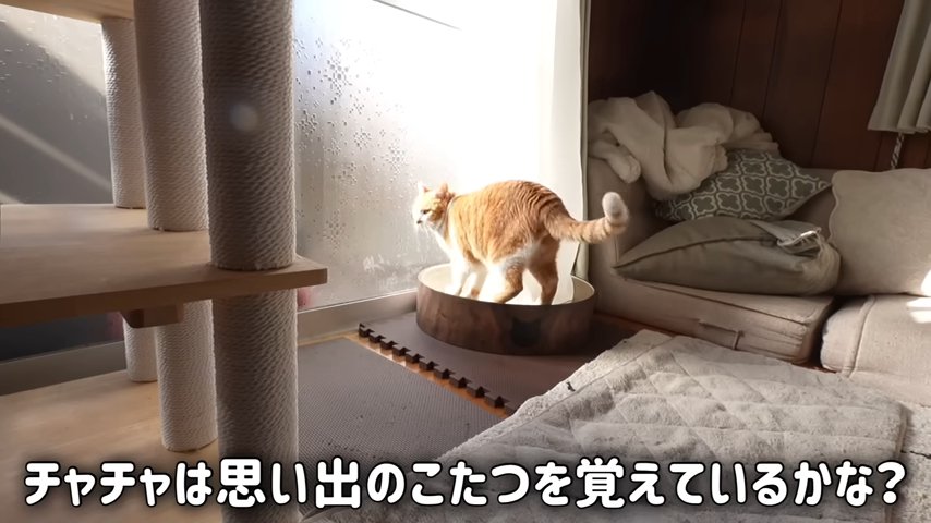 爪とぎに乗る猫