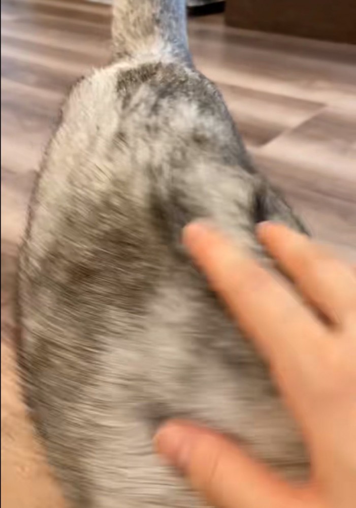 猫の背中を撫でる