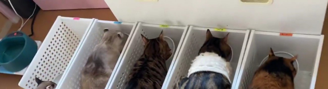 ごはんを食べる5匹の猫