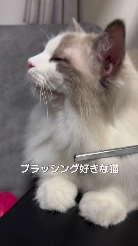 うっとりとした猫の顔