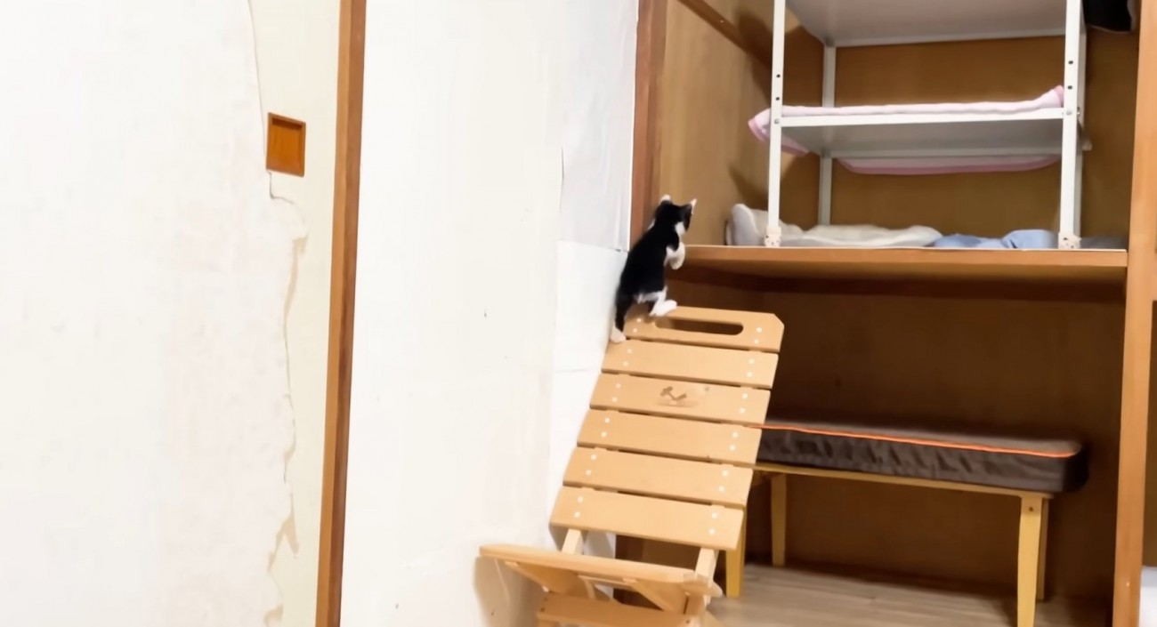 椅子を上る猫