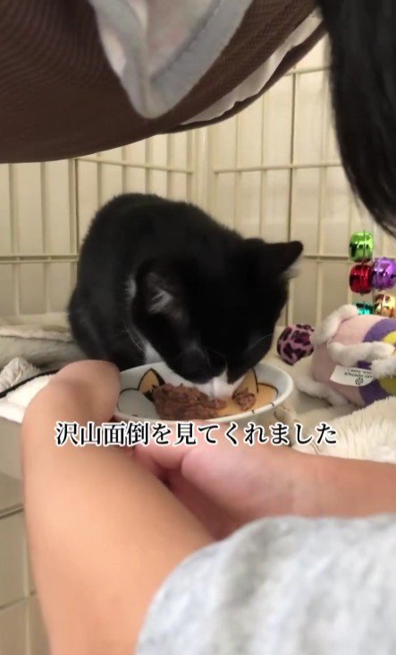 子猫にごはんを食べさせる男の子