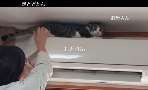 困り顔の猫