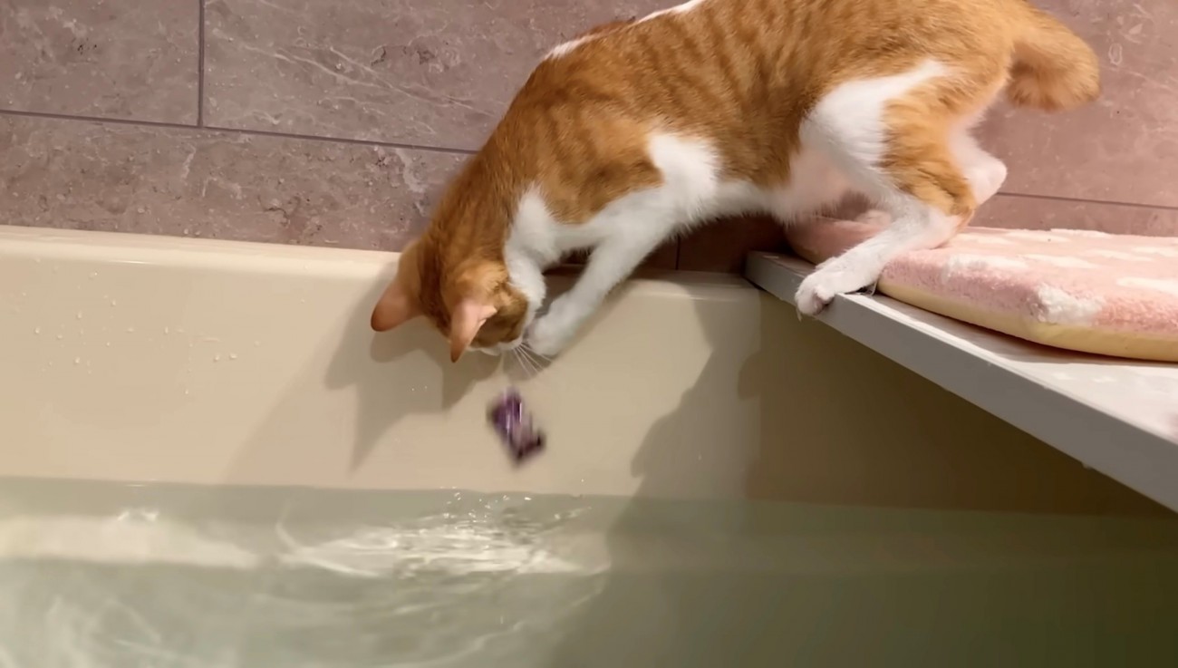 飴を落とした茶白猫