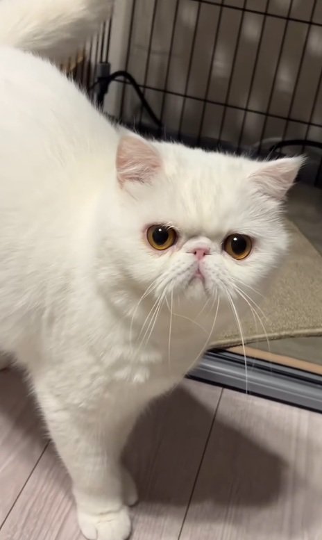 カメラ目線の猫